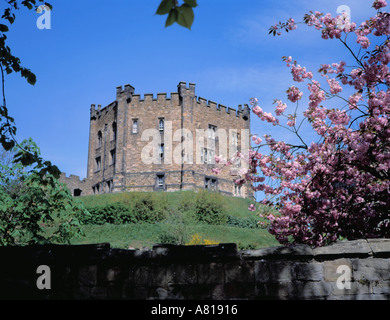 Donjon du Château de Durham et du printemps, des cerisiers en fleur rose vu de Palace Green, Durham City, County Durham, England, UK. Banque D'Images