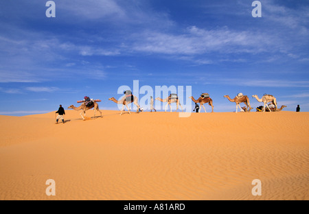 La Mauritanie, l'Adrar, région de la randonnée dans le désert, la caravane de dromadaires Banque D'Images