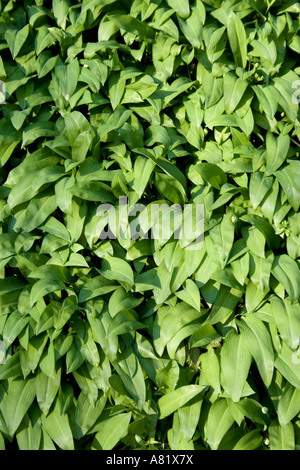 Wild Garlic Meadow dans Alexandra Park Penarth South Wales Banque D'Images