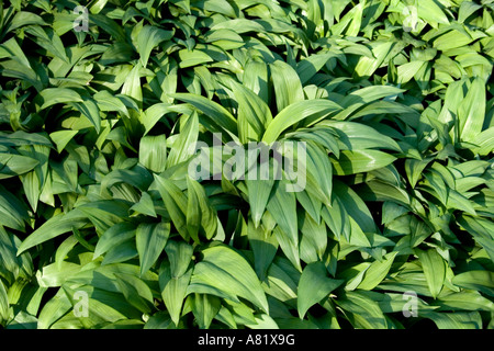 Wild Garlic Meadow dans Alexandra Park Penarth South Wales Banque D'Images