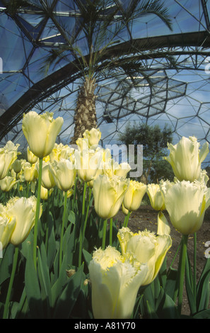 Fleurs de Printemps - Eden Project, Cornwall, Angleterre Banque D'Images