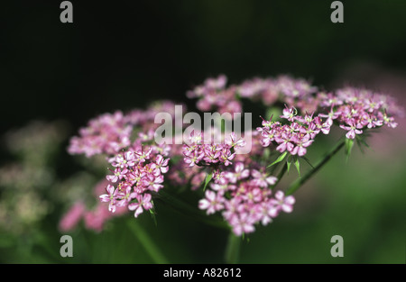 Chaerophyllum hirsutum Roseum La Maison Blanche Notts Banque D'Images