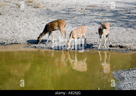 L'Inde du nord le Parc National de Bandavgarh légende locale spotted deer Banque D'Images