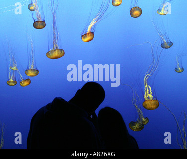 Un couple regarder les méduses, l'Aquarium de Monterey, Californie, États-Unis Banque D'Images