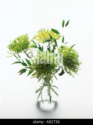 Chrysanthèmes vert et des feuilles de bambou dans un vase en verre sur un fond blanc Banque D'Images