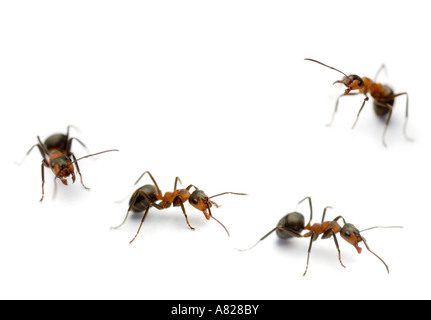 Les fourmis des bois Formica rufa sentier ant Banque D'Images