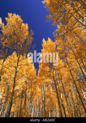 Bosquet de trembles en automne près de Flagstaff, Arizona Banque D'Images