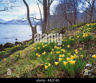 Go CUMBRIA LAKE DISTRICT NATIONAL PARK ORNANS À GLENCOYNE POINT WORDSWORTH BAY Banque D'Images
