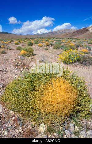 Cuscute crantée et Brittlebush en vertu de la Montagne Noire, Death Valley National Park Californie Banque D'Images