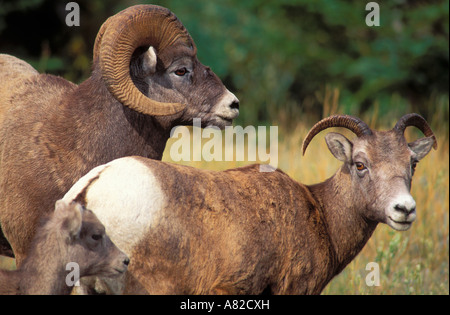 Famille de mouflons d'Ovis canadensis Jasper National Park, Alberta, Canada Banque D'Images