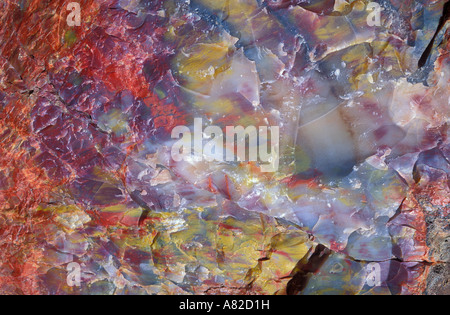 Détail d'une section dans le journal pétrifié Crystal Forest Petrified Forest National Park Arizona Banque D'Images