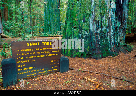 La géante et connectez-vous à la Rockefeller Grove Humboldt Redwoods State Park en Californie Banque D'Images