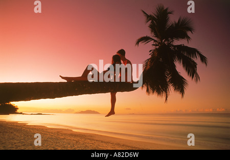 Couple sitting on palm tree at sunset Banque D'Images