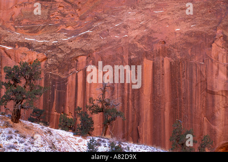 Juniper et vernis du désert sur falaise de grès en hiver Grand Gulch Capitol Reef National Park Utah Banque D'Images