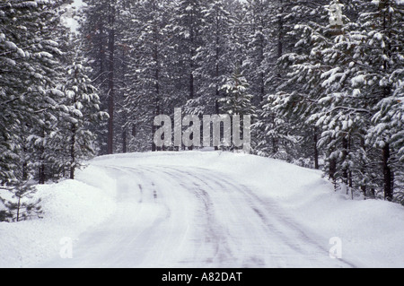 Route glacée à travers forêt de pins couverts de neige Parc National de Bryce Canyon Utah Banque D'Images