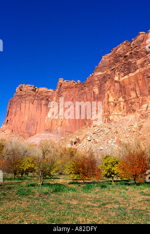 Le Verger Johnson sous le falaises de grès colorés de la Waterpocket Fold à Fruita Capitol Reef National Park Utah Banque D'Images