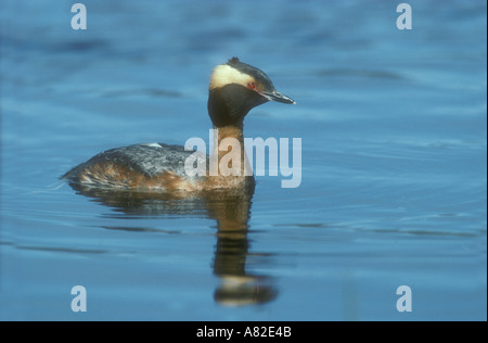Quantite Grebe Podiceps auritus Banque D'Images