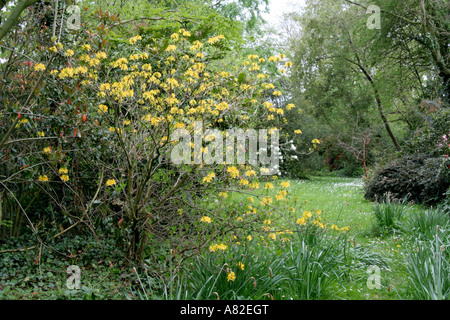 Holbrook 25 Avril avec Devon Jardin Rhododendron luteum Banque D'Images