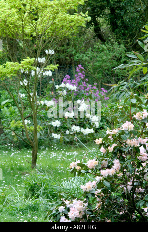 Holbrook Jardin 25 avril Devon montrant Rhododendron Alison Johnstone Banque D'Images