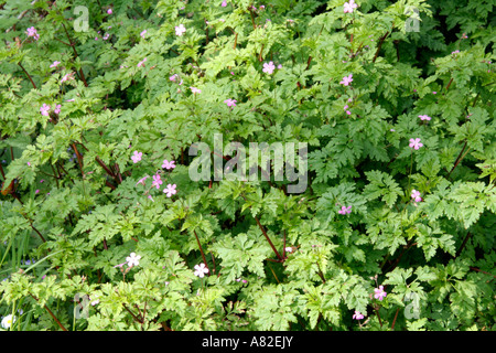 Géranium robertianum native européenne l'herbe robert a feuilles ornement attrayant Banque D'Images