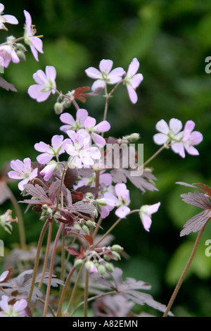 Geranium maculatum Espresso est un nouveau cultivar à feuilles de bronze avec de délicates fleurs roses au printemps Banque D'Images