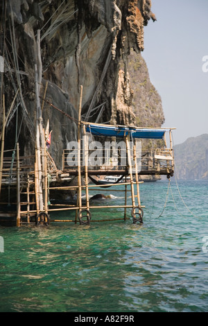 Exploitation des nids Swiftlet; échafaudage instable à l'extérieur de l'île Birds Nest, grottes de calcaire, province de Krabi, Ko Phi Phi Don, mer d'Andaman Thaïlande Banque D'Images