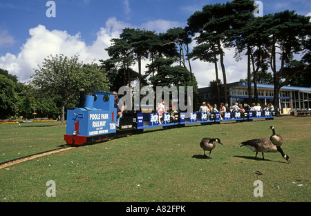 Parc Miniature Railway à Poole, Dorset, avec les bernaches du Canada se nourrissent de l'herbe Banque D'Images