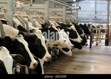 Les vaches laitières être traite automatiquement dans un hangar de traite dans le Gloucestershire, Royaume-Uni Banque D'Images