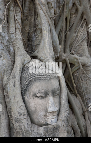 Envahis par les grès anciens Budah à Ayuttaya Banque D'Images