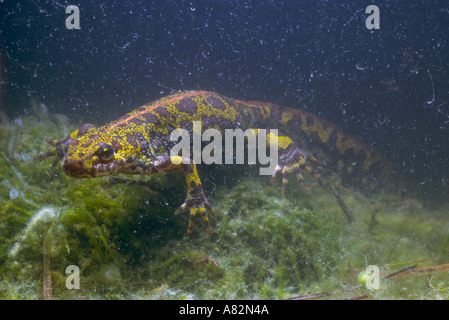 Marbré Triturus marmoratus femelle Newt sous-marine Banque D'Images