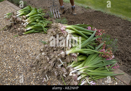 Ils creusaient des bulbes après la floraison de la Jacinthe Banque D'Images