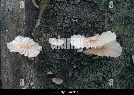 Marasmiellus candidus champignon Banque D'Images