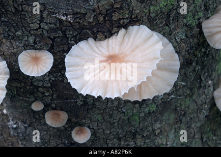 Marasmiellus candidus champignon Banque D'Images