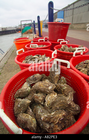 Les captures de déchargement des huîtres Andy richesses à bord du bateau de pêche d'Huîtres l'Huître Misty Kent Whitstable pêche Banque D'Images