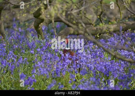 Pheasant mâle Phasianus colchicus marchant dans le bois de bluebell en jacinthoides non-scriptus au printemps Banque D'Images