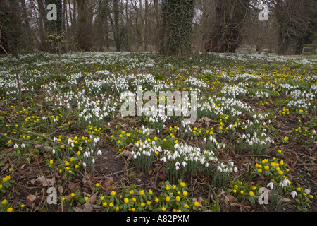 Perce-neige et l'hiver en fleurs en aconites woodland garden en Février Banque D'Images