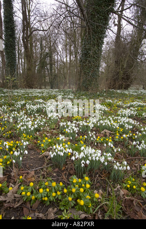 Perce-neige et l'hiver en fleurs en aconites woodland garden en Février Banque D'Images