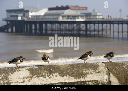 Turnstone Arenaria interpres et jetée de Cromer Norfolk UK Avril Banque D'Images