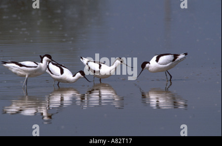 Avocettes alimentation Banque D'Images