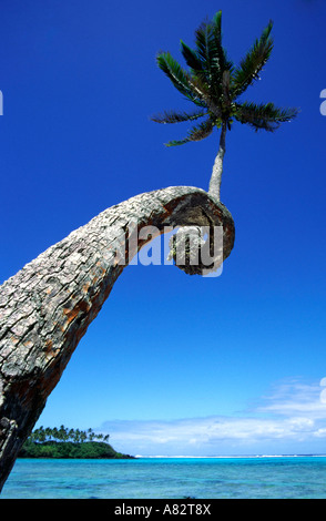 Pacifique Sud Îles Cook Rarotonga Muri Beach plam tree Banque D'Images