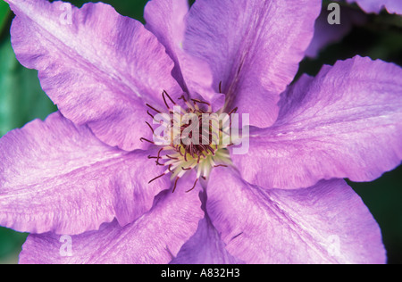 Clematis Banque D'Images