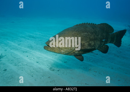 Goliath Grouper, Epinephelus itajara, Florida Keys National Marine Sanctuary, en Floride Banque D'Images