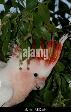 Leadbeaters cacatoès Cacatua leadbeateri Banque D'Images