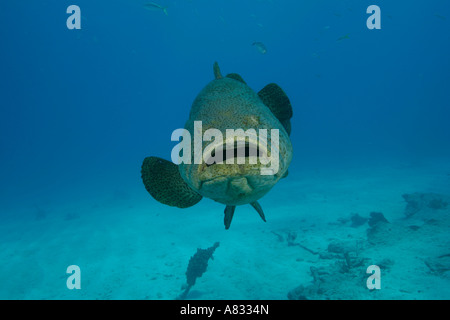 Goliath Grouper, Epinephelus itajara, espèce en voie de disparition, Florida Keys, Floride Sanctuaire National Banque D'Images