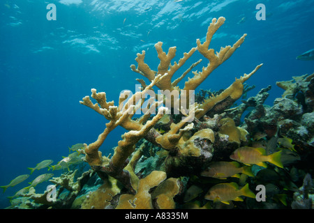 Elkhorn coral, Florida Keys National Marine Sanctuary, en Floride Banque D'Images