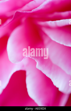 Plis doux pétales de pivoines Banque D'Images