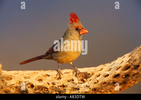 Cardinal rouge Amado Arizona Banque D'Images