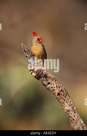 Cardinal rouge Amado Arizona Banque D'Images