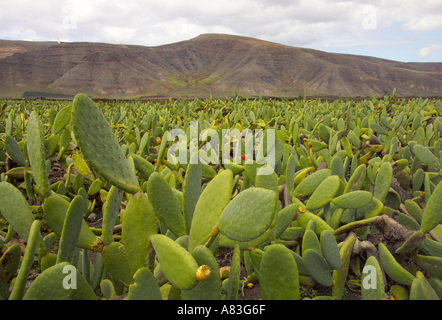 Cactées cultivé pour la cochenille asiatique, Guatiza, Lanzarote, îles Canaries, Espagne Banque D'Images