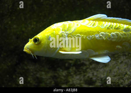 Les poissons d'eau froide dans le réservoir. Banque D'Images